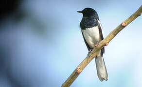 Oriental Magpie-Robin