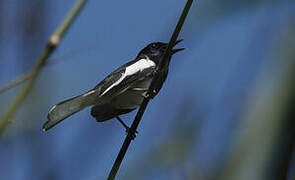 Oriental Magpie-Robin