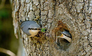 Eurasian Nuthatch