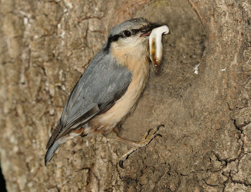 Eurasian Nuthatch