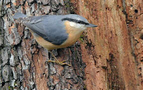 Eurasian Nuthatch