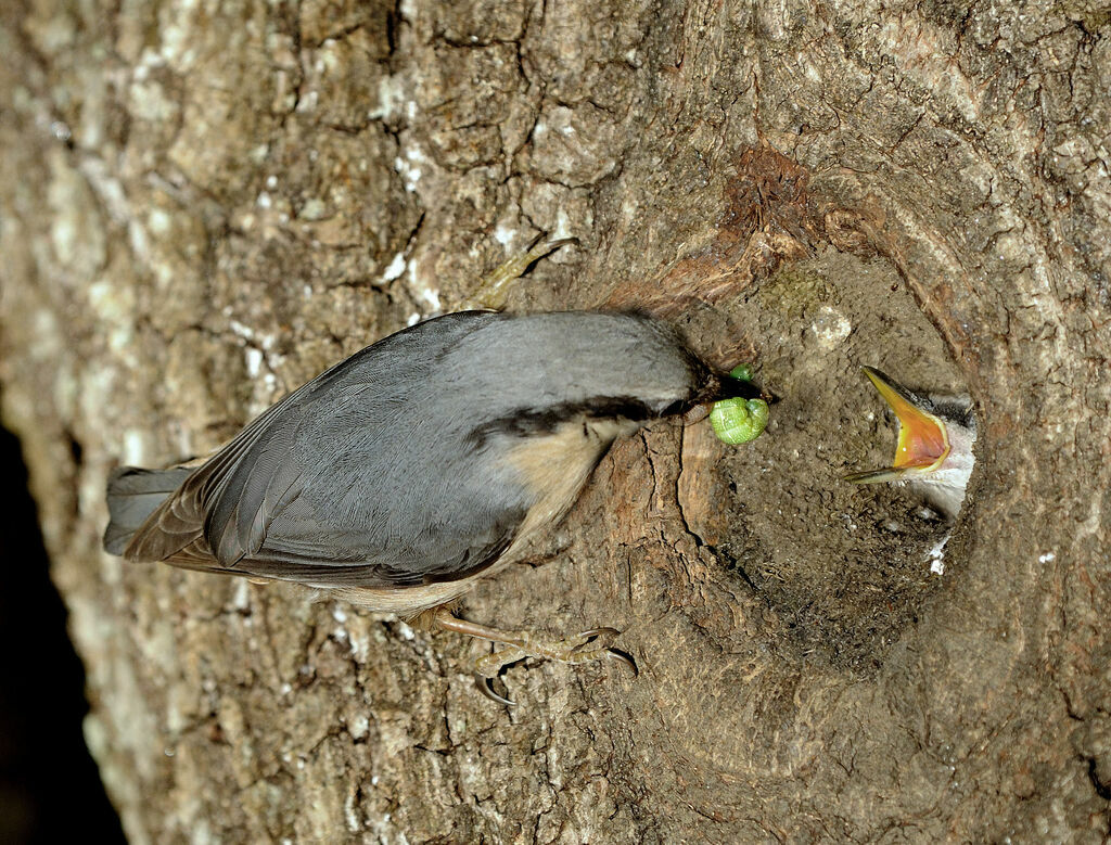 Eurasian Nuthatch