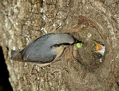 Eurasian Nuthatch