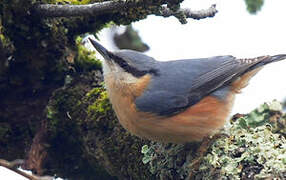 Eurasian Nuthatch