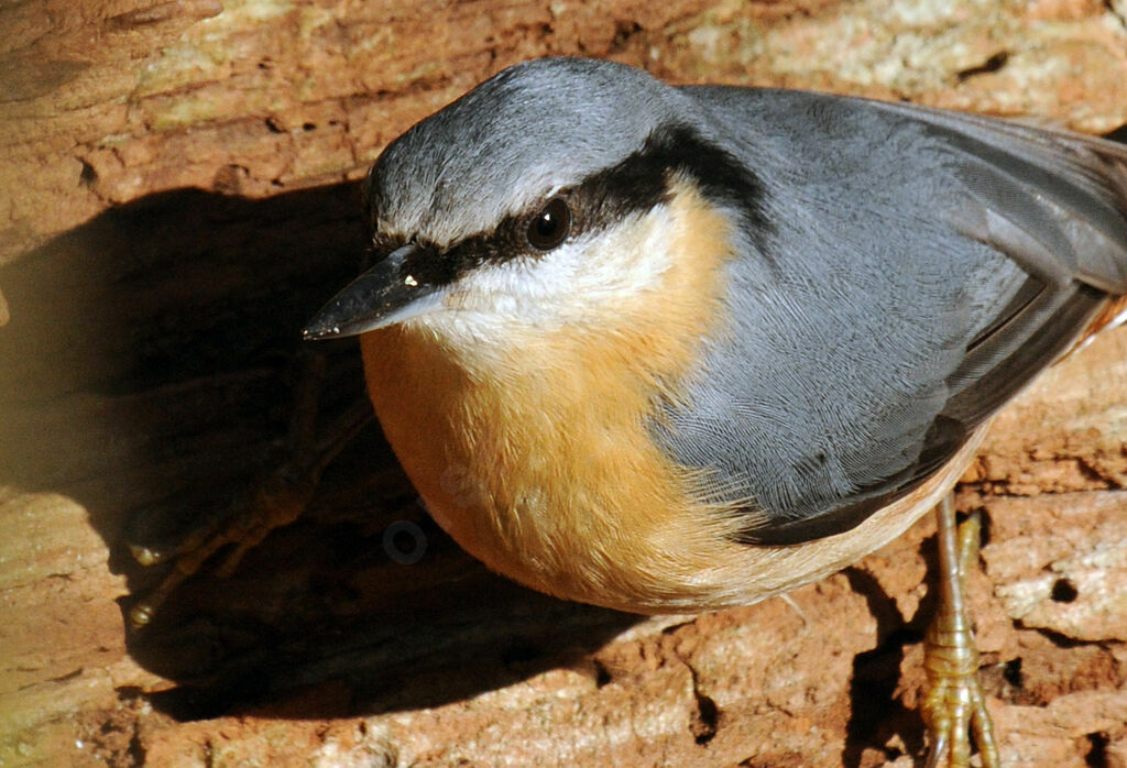 Eurasian Nuthatch male