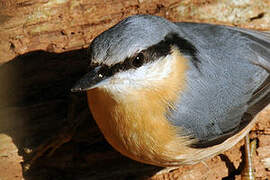 Eurasian Nuthatch