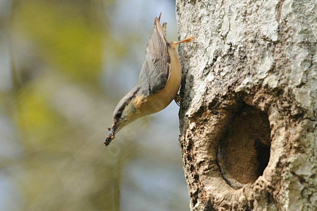 Eurasian Nuthatchadult