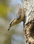 Eurasian Nuthatch