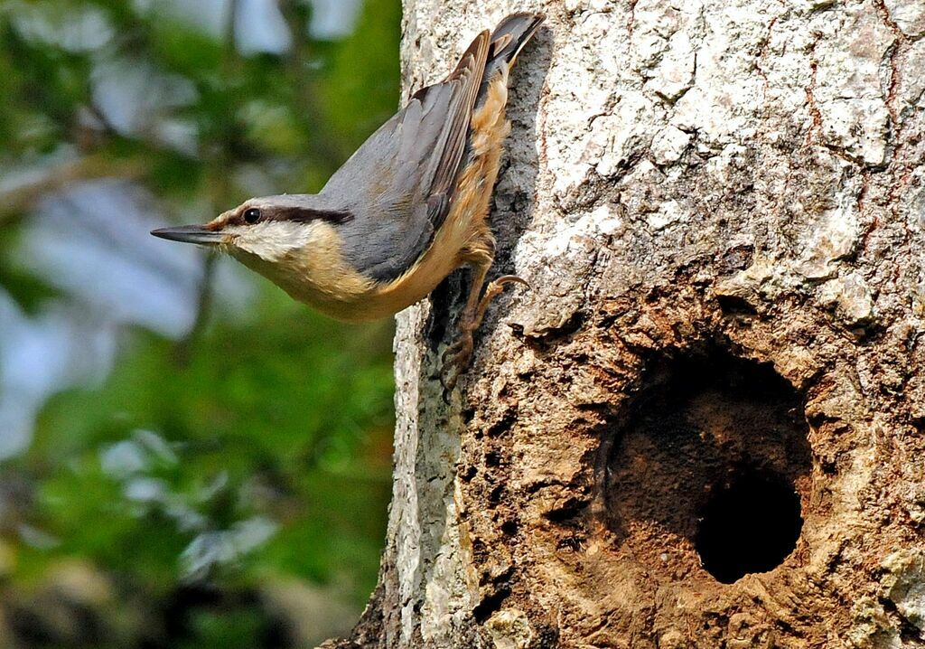 Eurasian Nuthatchadult breeding