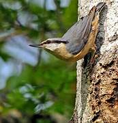 Eurasian Nuthatch