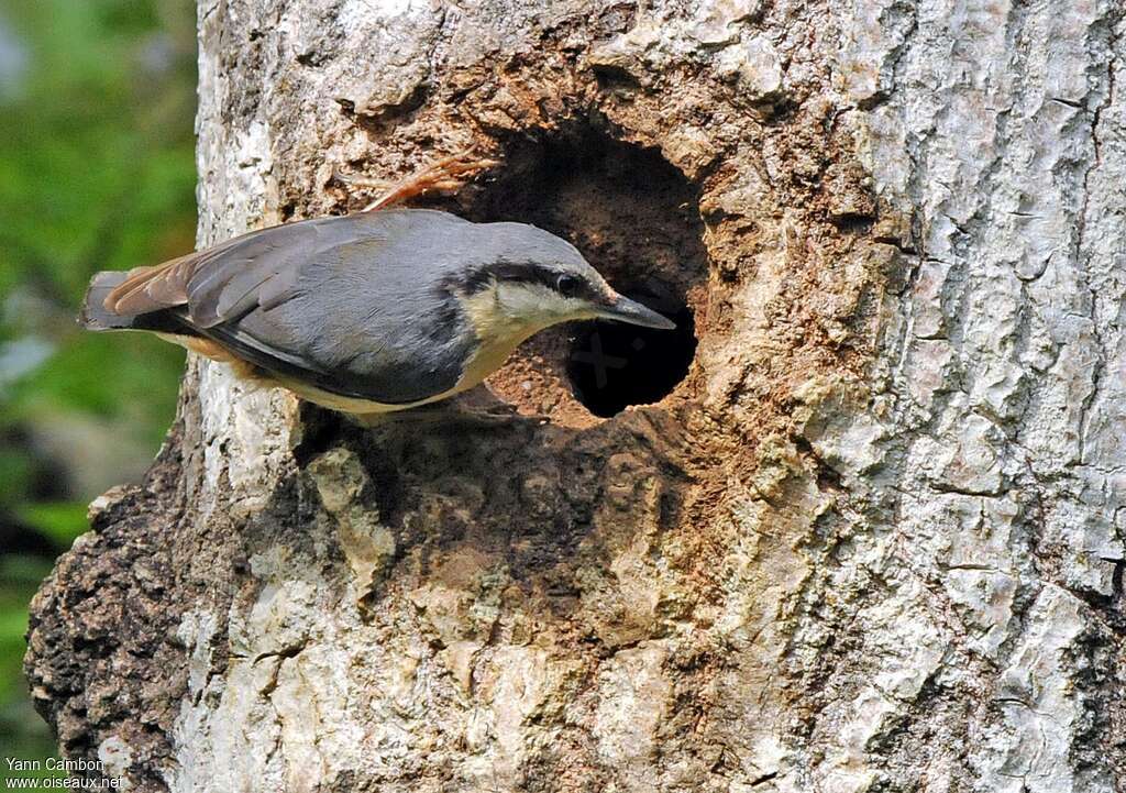 Eurasian Nuthatchadult breeding, Reproduction-nesting