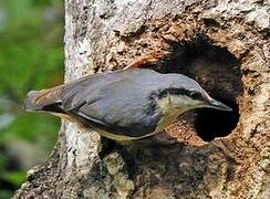 Eurasian Nuthatch