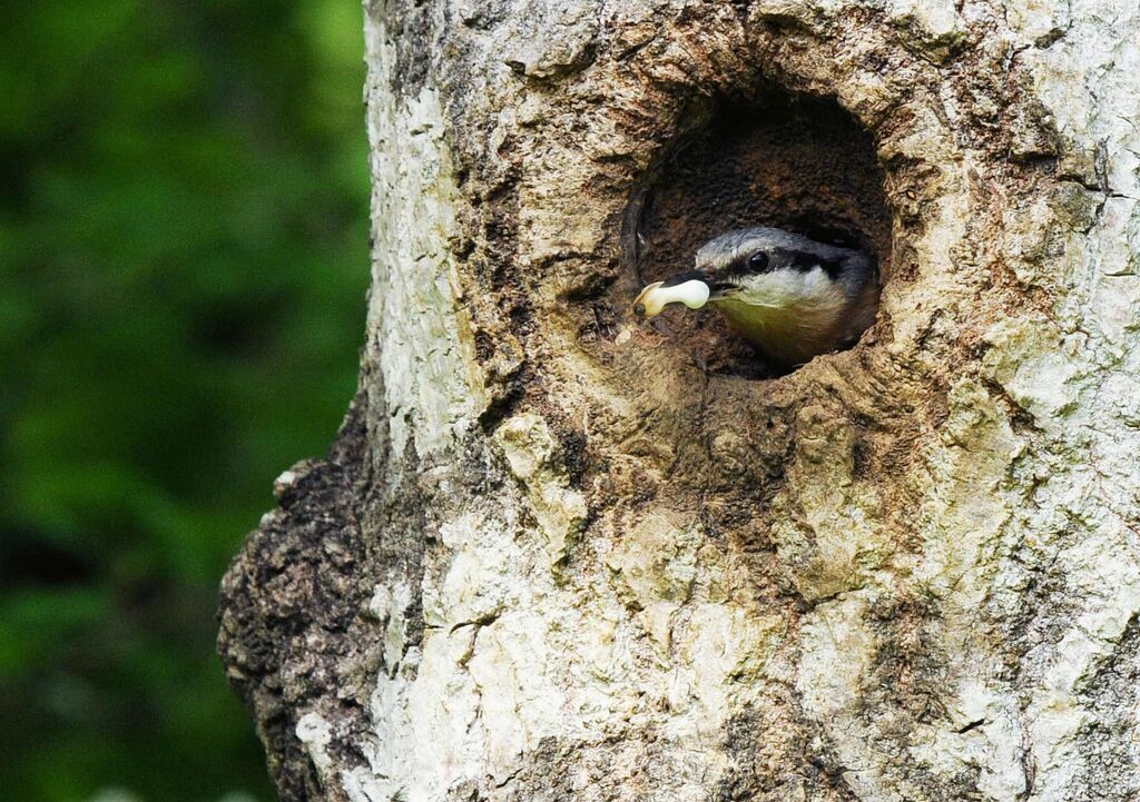 Eurasian Nuthatchadult breeding