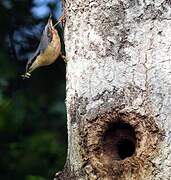 Eurasian Nuthatch