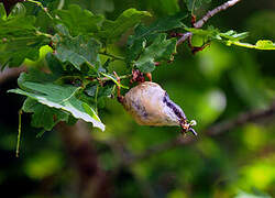 Eurasian Nuthatch