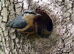 Eurasian Nuthatch