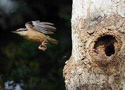 Eurasian Nuthatch