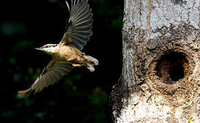 Eurasian Nuthatch