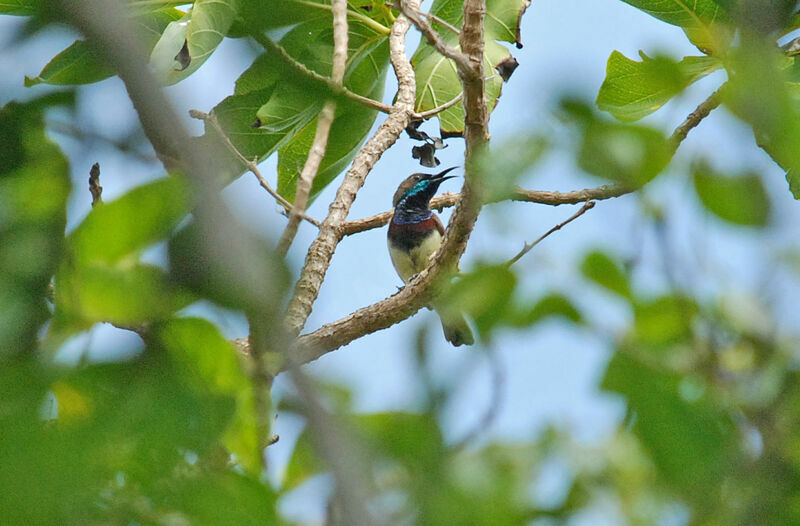 Garden Sunbird male adult, courting display