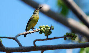 Brown-throated Sunbird