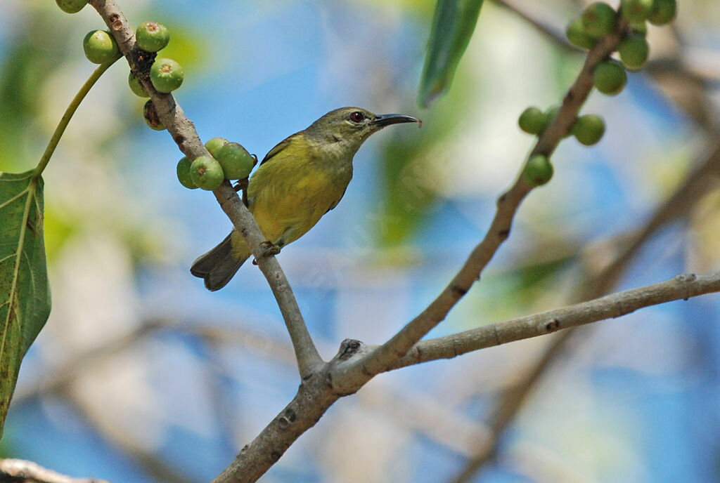 Brown-throated Sunbird