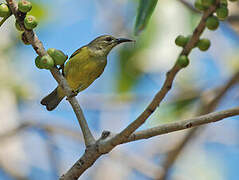 Brown-throated Sunbird