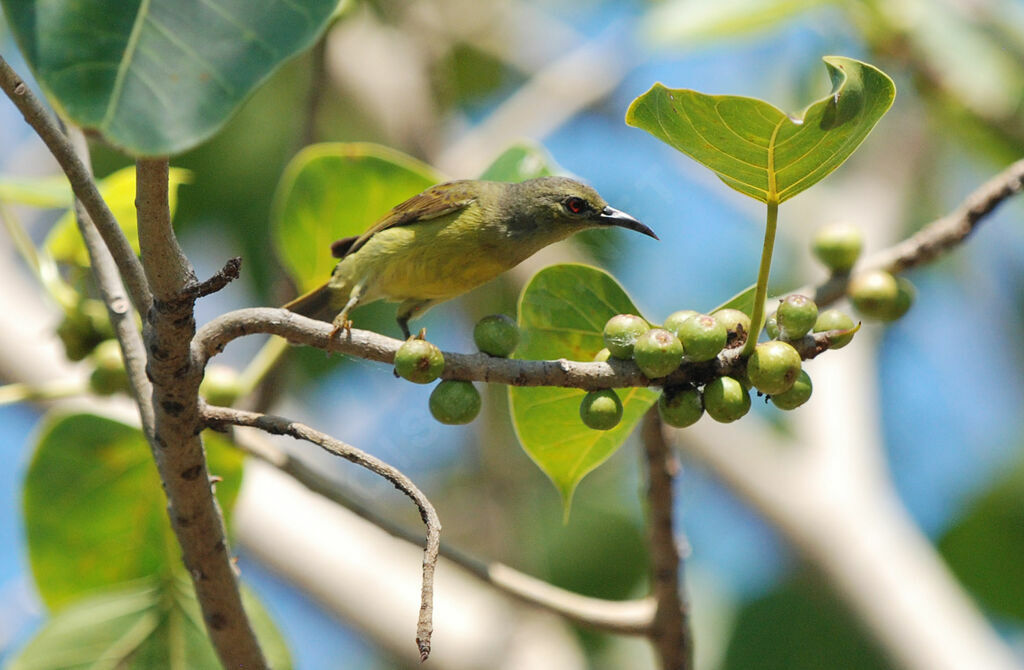 Brown-throated Sunbird