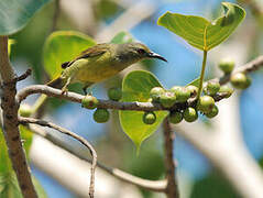 Brown-throated Sunbird