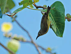 Brown-throated Sunbird