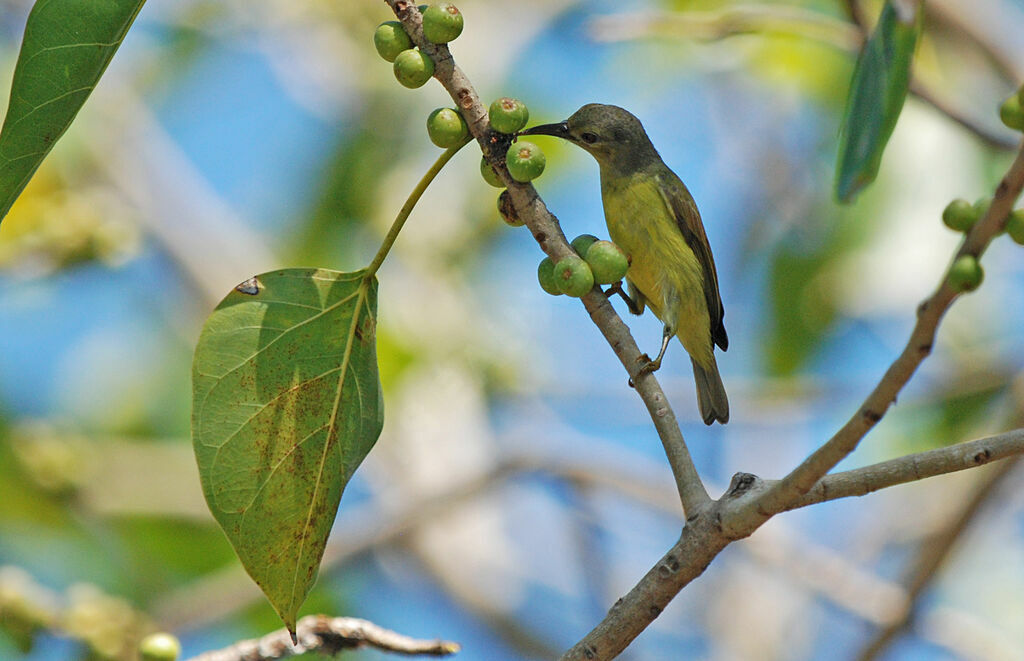 Brown-throated Sunbird