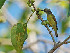 Brown-throated Sunbird