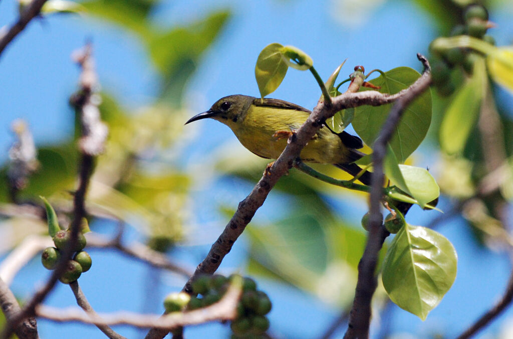 Brown-throated Sunbird