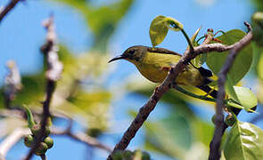 Brown-throated Sunbird