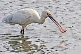 Eurasian Spoonbill