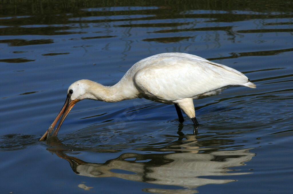 Eurasian Spoonbill