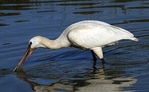 Eurasian Spoonbill