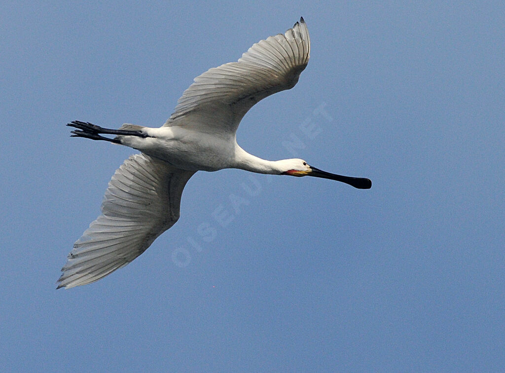 Eurasian Spoonbill