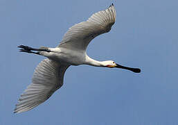 Eurasian Spoonbill