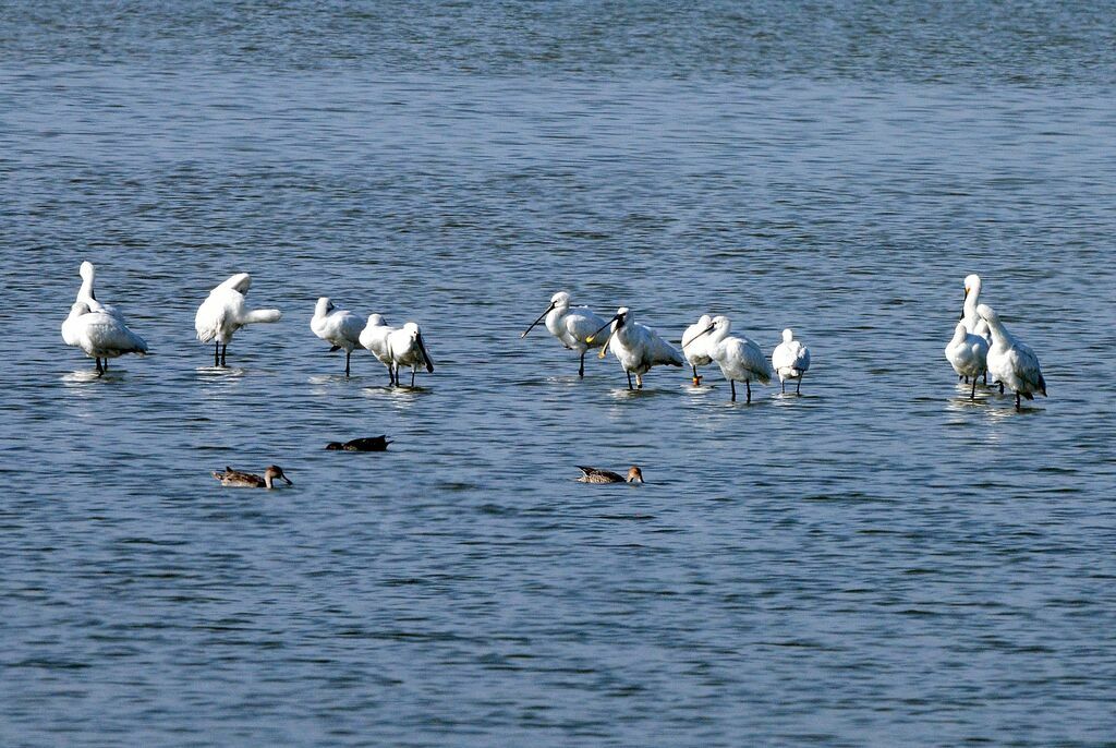 Eurasian Spoonbill