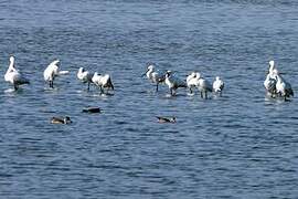 Eurasian Spoonbill