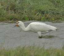 Eurasian Spoonbill