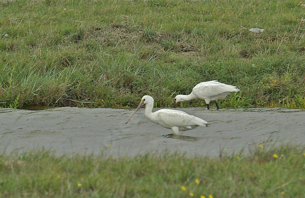 Eurasian Spoonbill