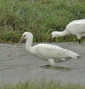 Eurasian Spoonbill