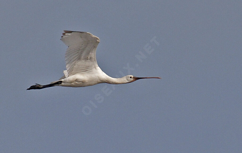 Eurasian Spoonbill