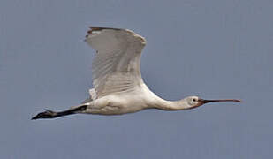 Eurasian Spoonbill