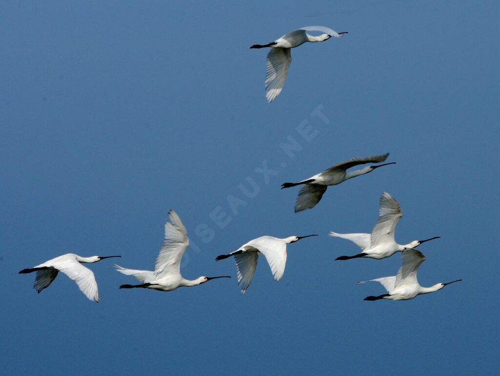 Eurasian Spoonbill