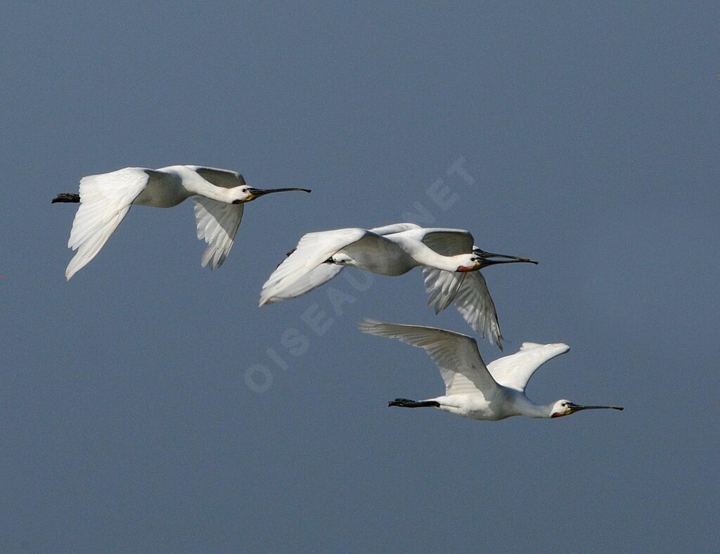 Eurasian Spoonbill