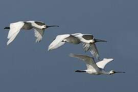 Eurasian Spoonbill