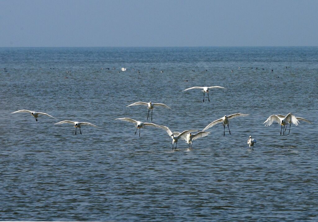 Eurasian Spoonbill