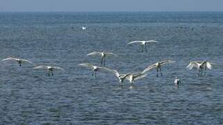 Eurasian Spoonbill